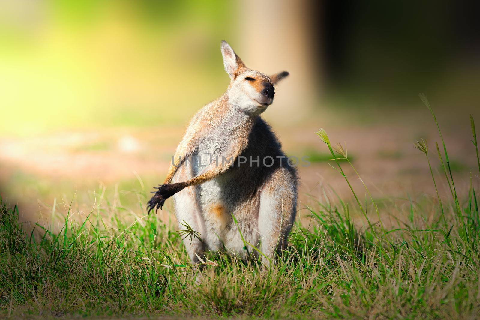 Wallaby a small or middle-sized macropod native to Australia and New Guinea, with introduced populations in New Zealand, Hawaii, the United Kingdom