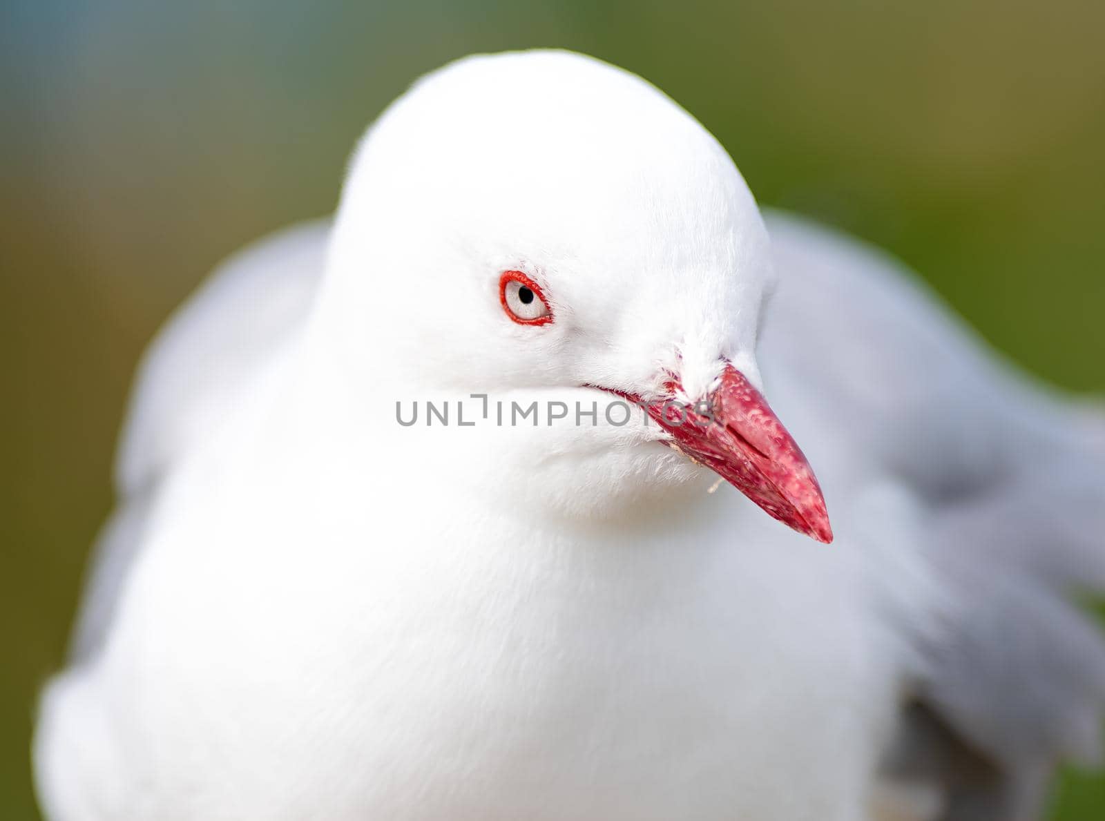 Red Billed Gull also known as the mackerel gull