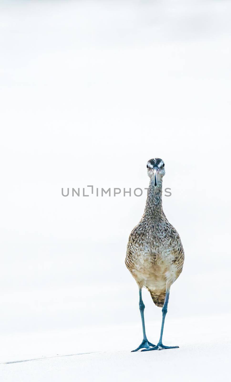 obust, large shorebird with a very long, curved bill and relatively long neck and legs