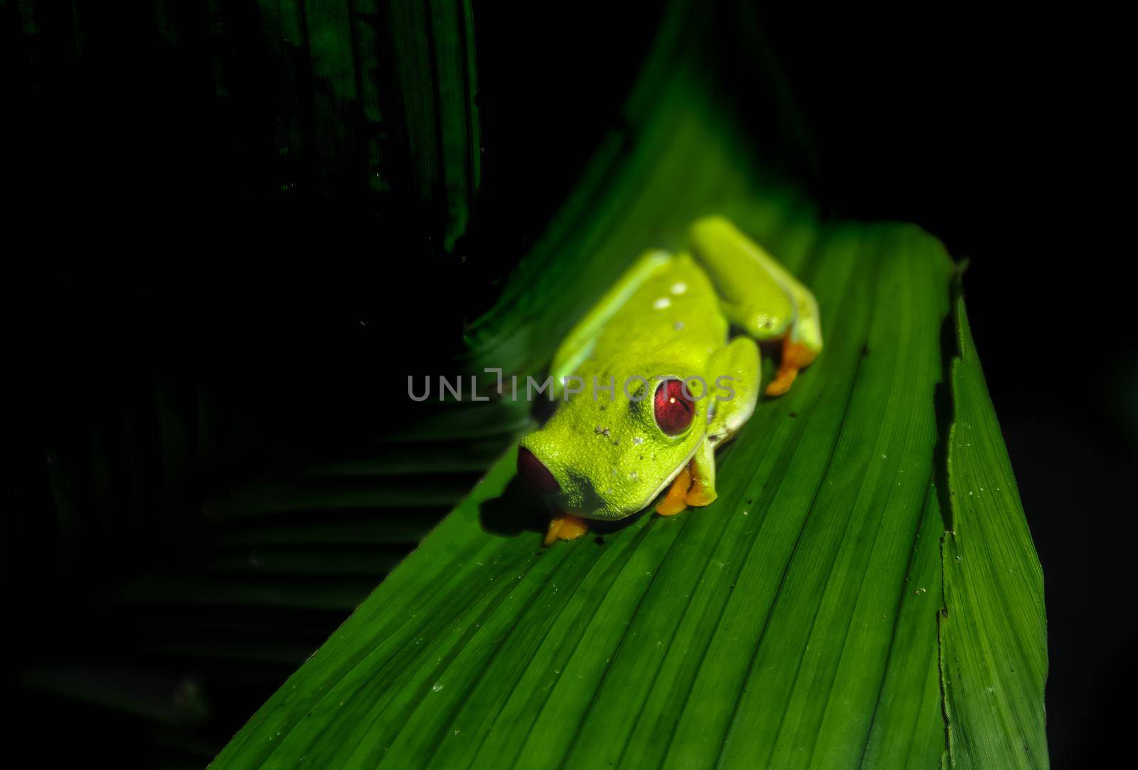 Red Eyed Tree Frog despite their conspicuous coloration, are not venomous