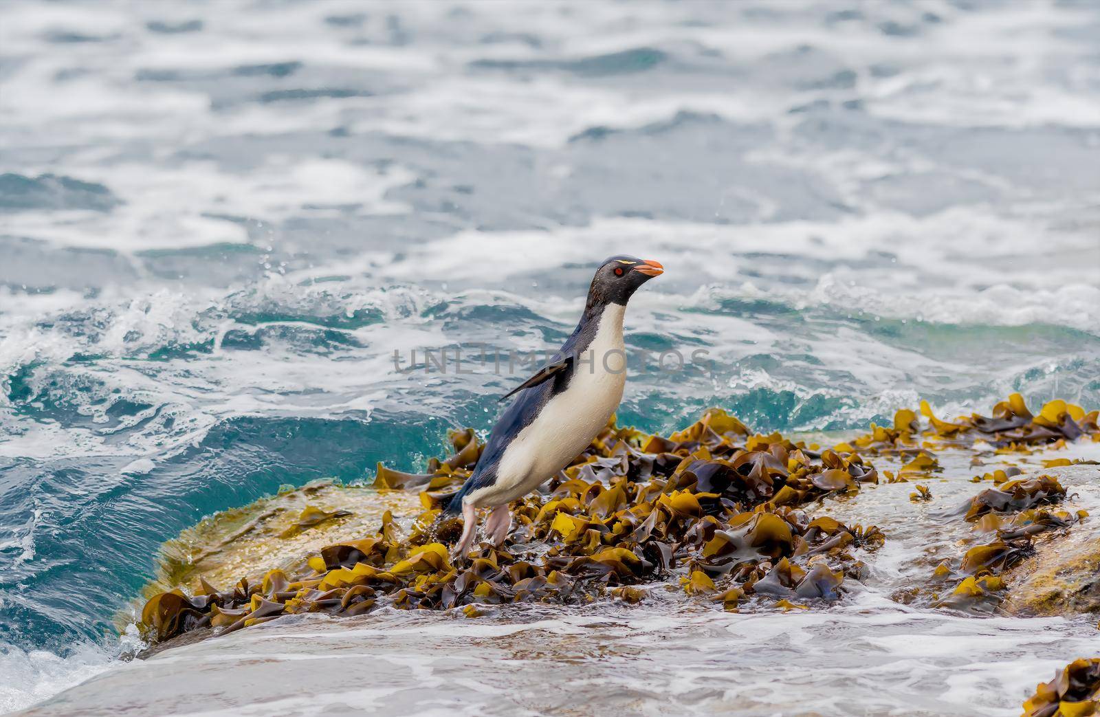 Rockhopper Penguin are the most widespread crested penguins