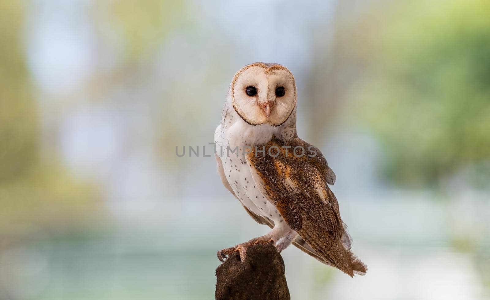 Barn owl looking for a meal perched on a log