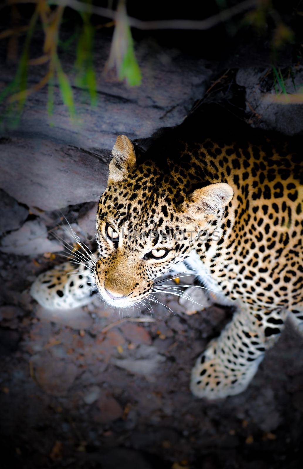 Leopard live in sub-Saharan Africa, northeast Africa, Central Asia, India