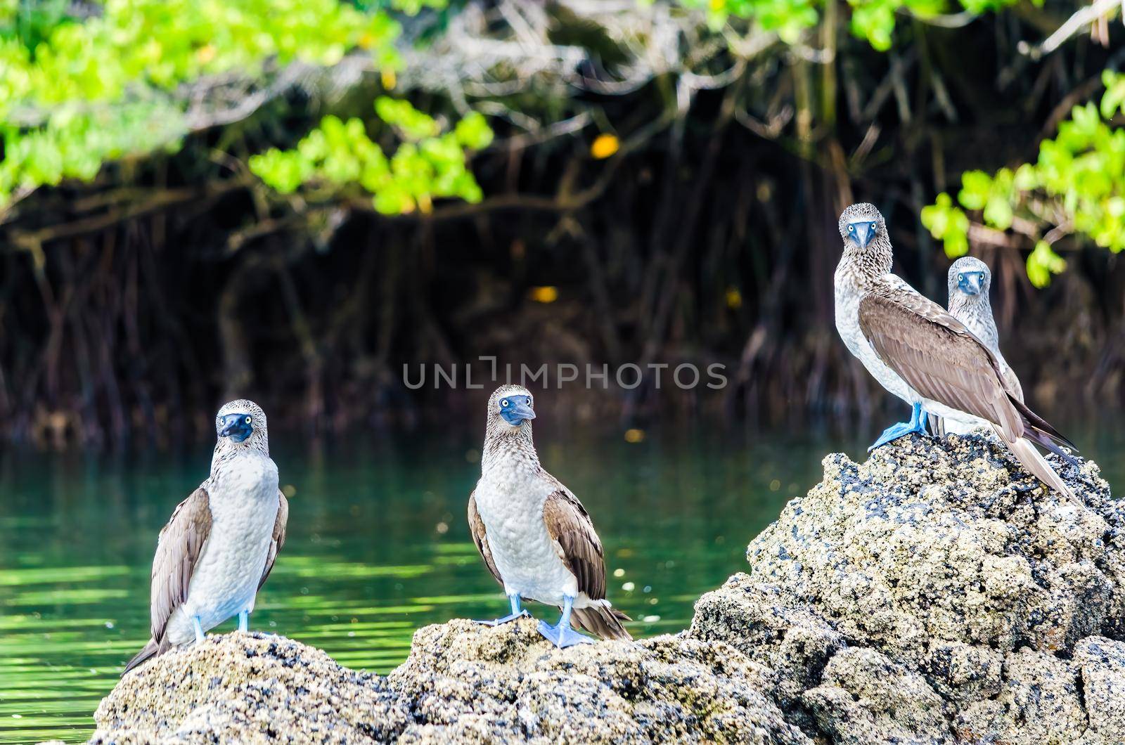 Blue Footed boobies on the rocks of Galapagos