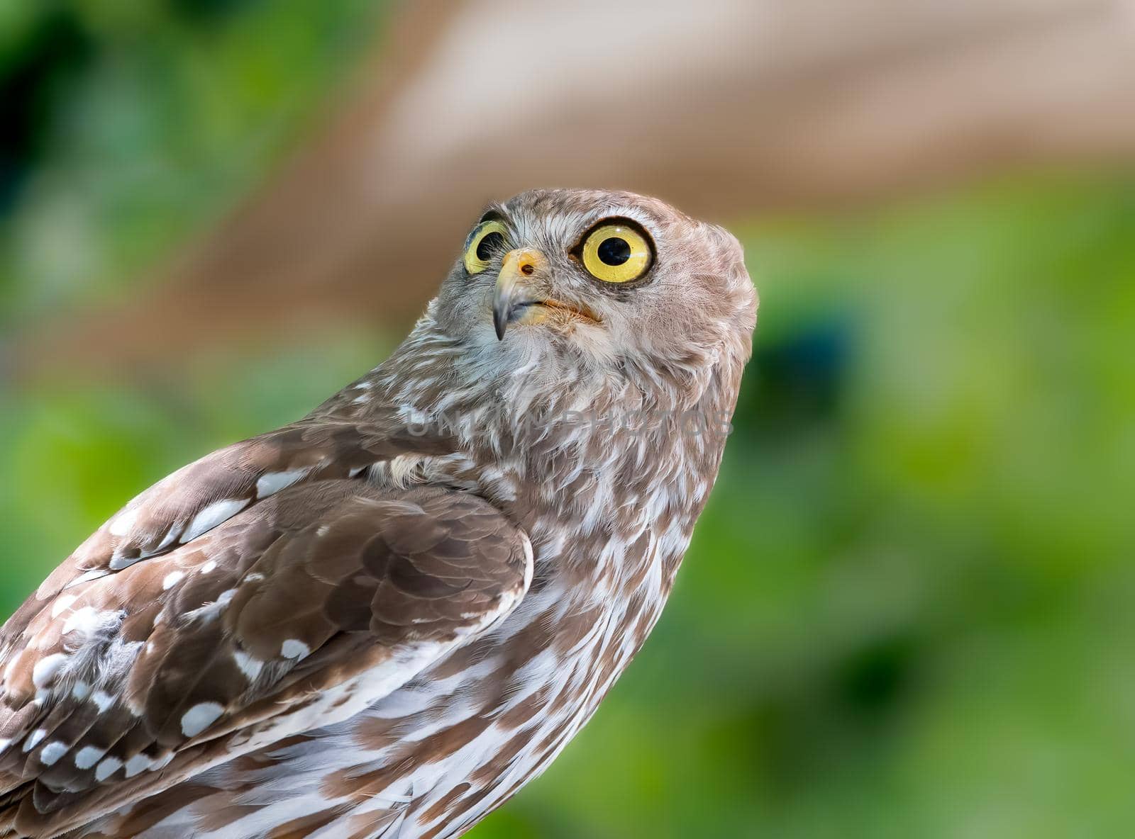 Barking Owl just diligently listening for prey