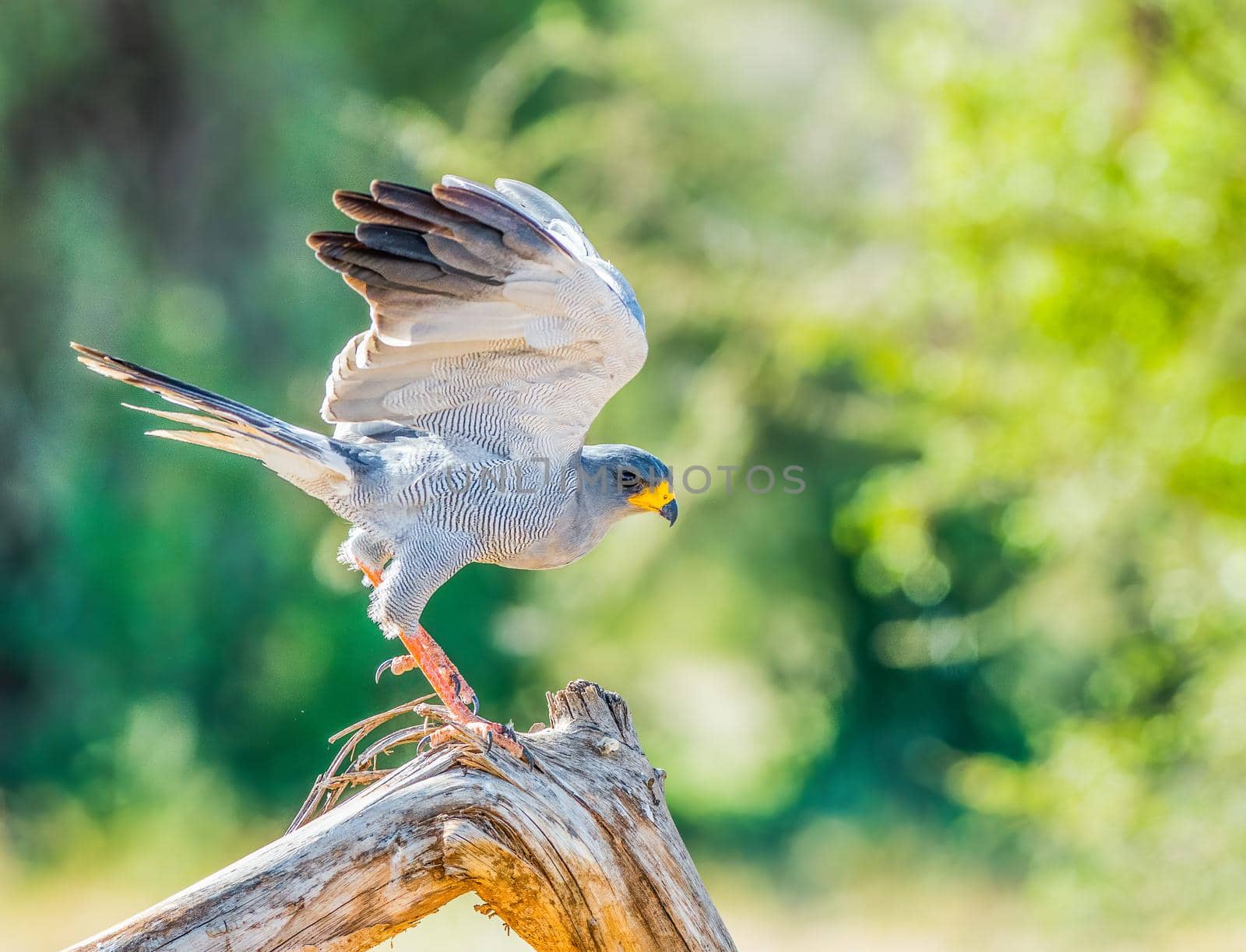 Eastern Chanting Goshawk taking off from a dead tree in Africa