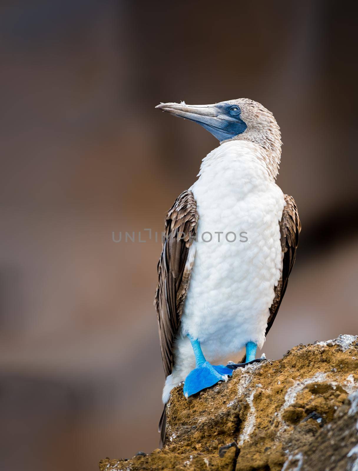 Blue footed booby on the rocks of Galapagos