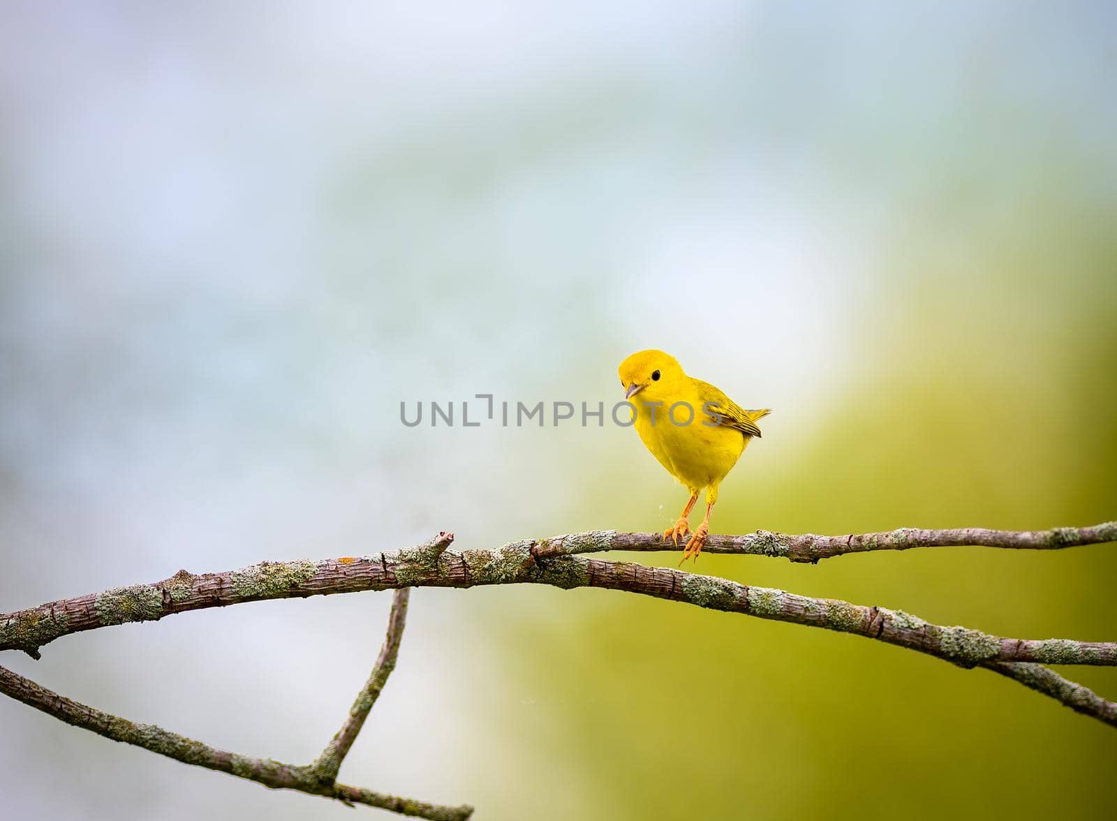 American Yellow Warbler aka tweety perched on a tree