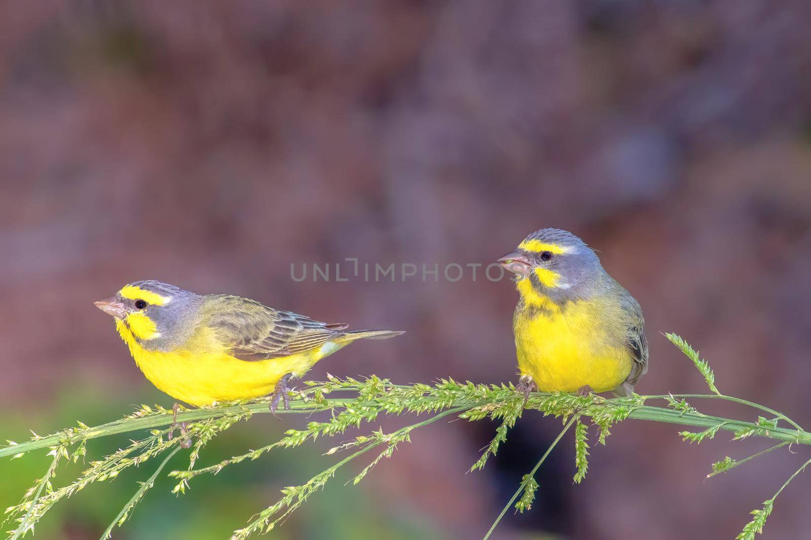 Yellow-fronted canaries perched on a branch in Hawaii