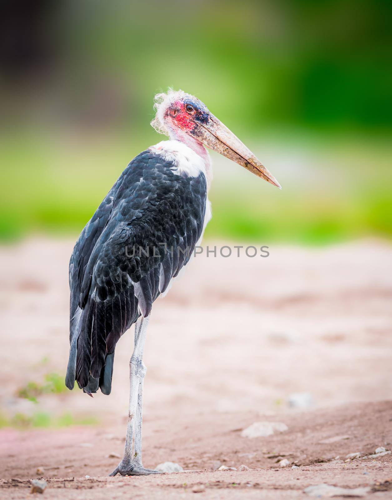 Marabou Stork s a large wading bird in the stork family Ciconiidae