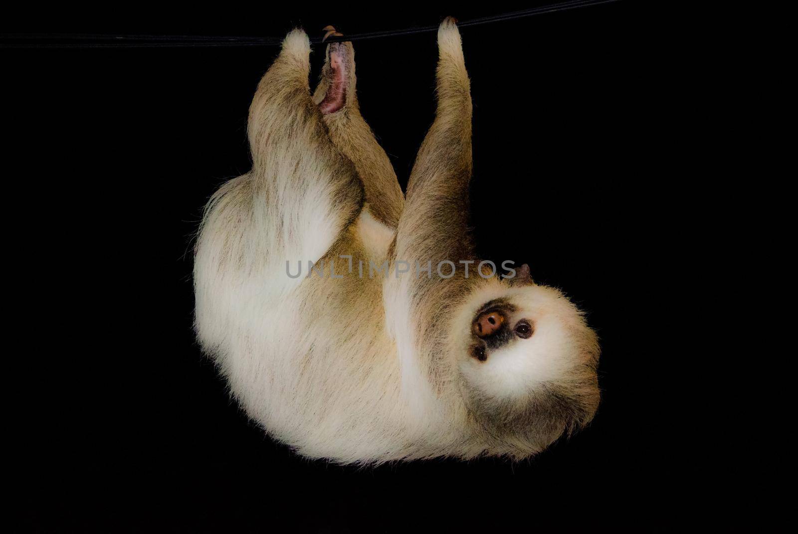 Three toed sloth hanging from a power line Costa Rica