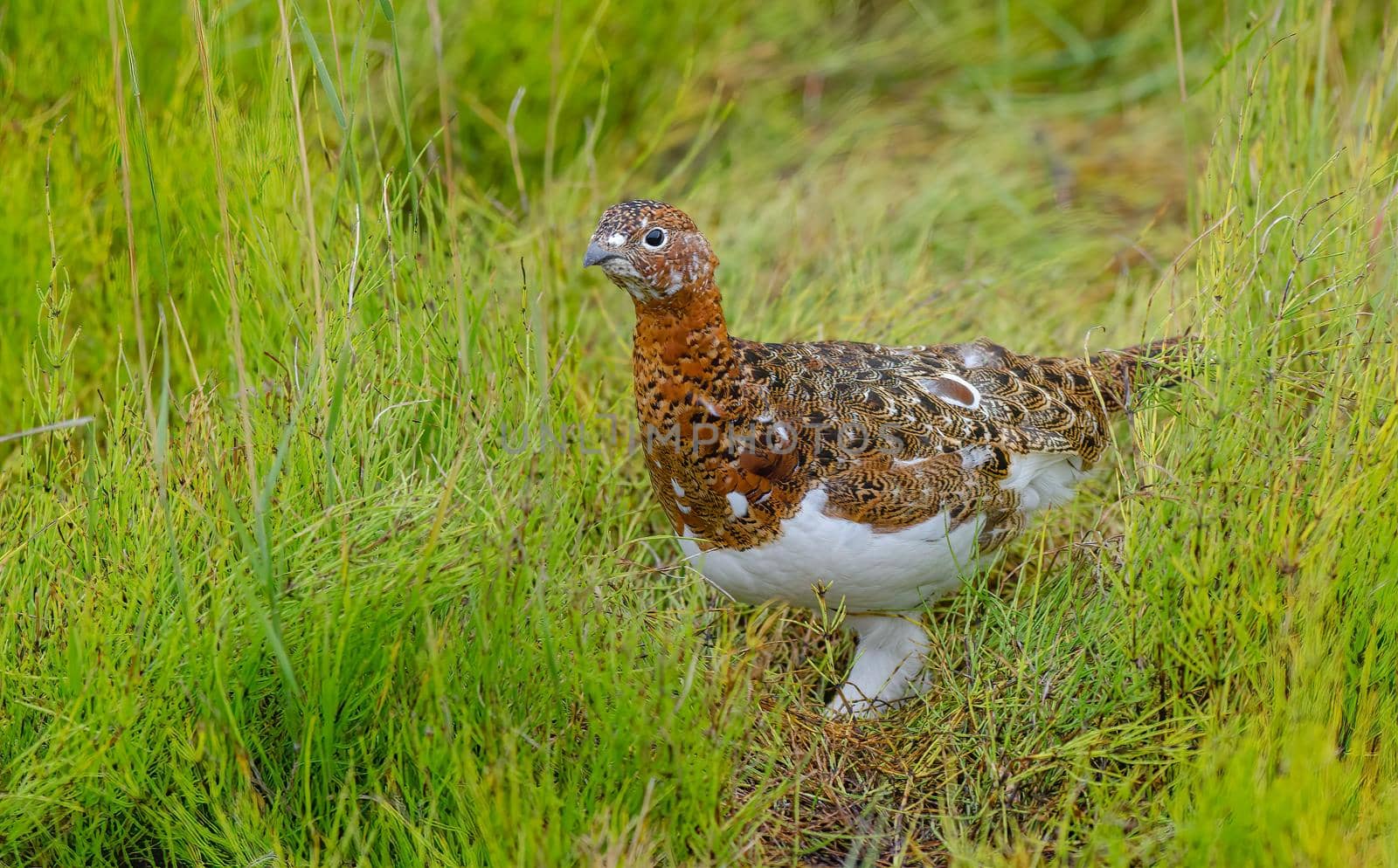 Willow Ptarmigan is snowy white in winter and an intricate mix of reds and browns in summer