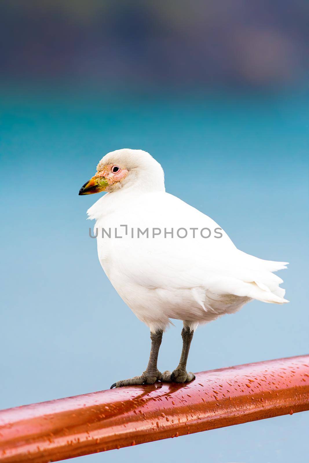 Snowy sheathbill also known as the greater sheathbill, pale-faced sheathbill, and paddy