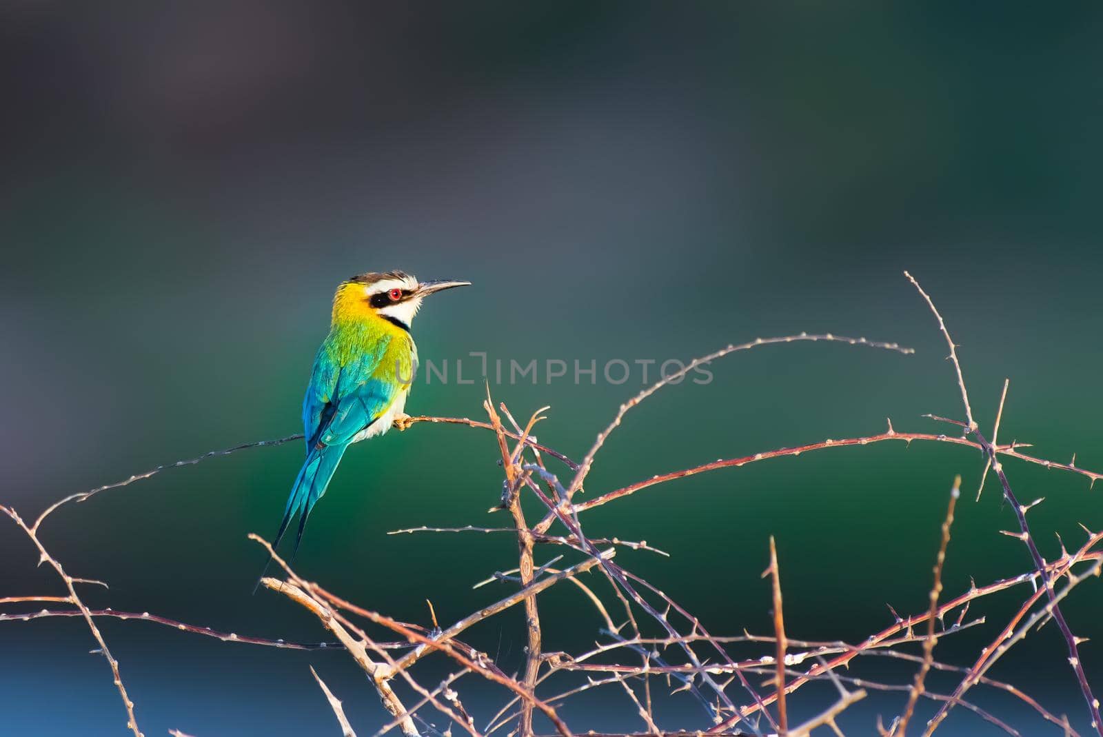 Blue-breasted bee-eater looking colorful on a tree