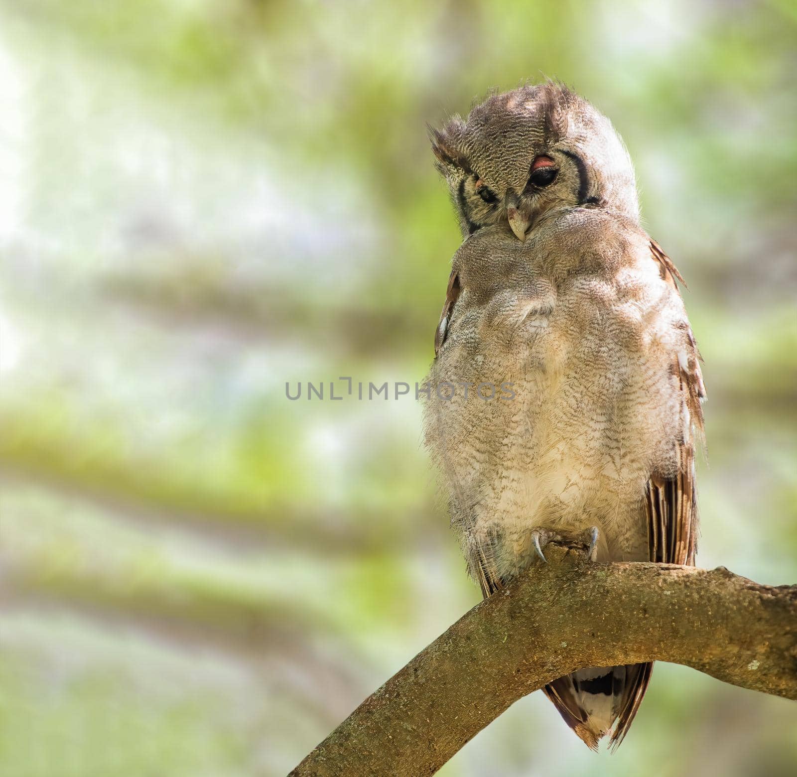 Verreaux's Eagle Owl perched on a tree in Africa