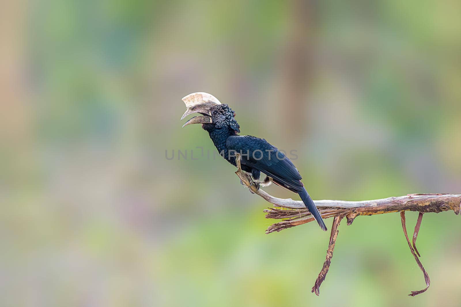 Silvery Cheeked Hornbill are residents of the tall evergreen forests of East Africa from Ethiopia to South Africa