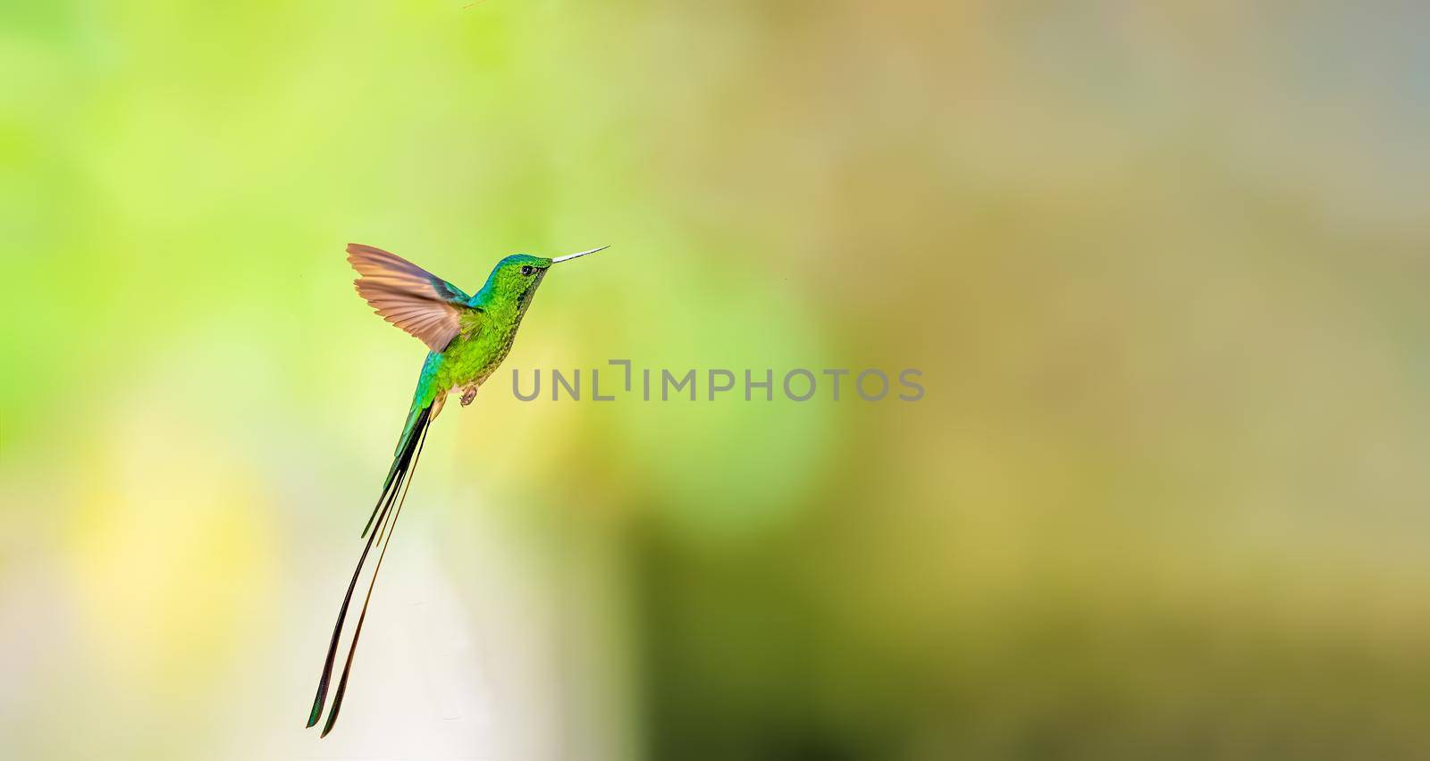 Black tailed trainbearer taking off to its destination