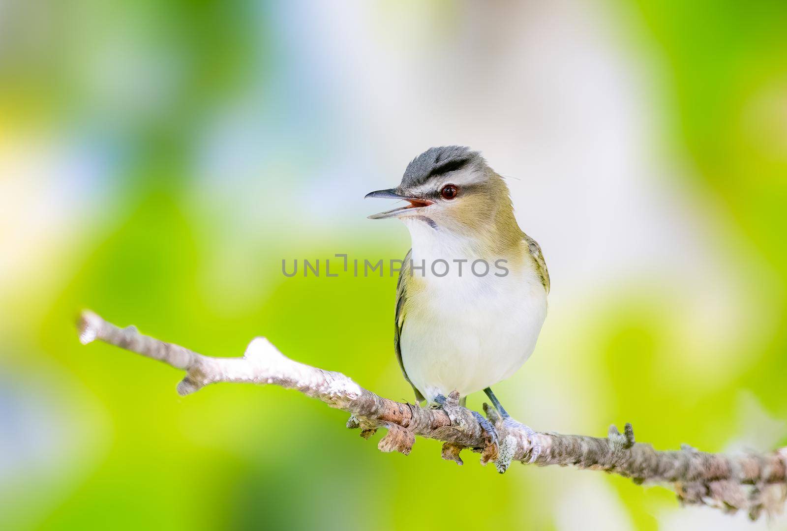 Red Eyed Vireo perched on a dead stick in MIchigan, USA