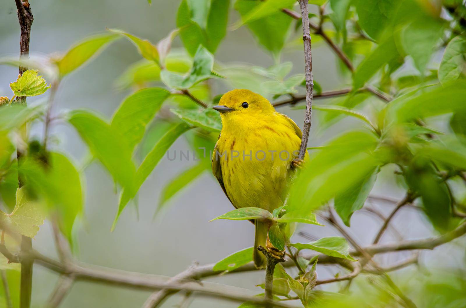 American Yellow Warbler perched on a branch in Magee Marsh, Ohio