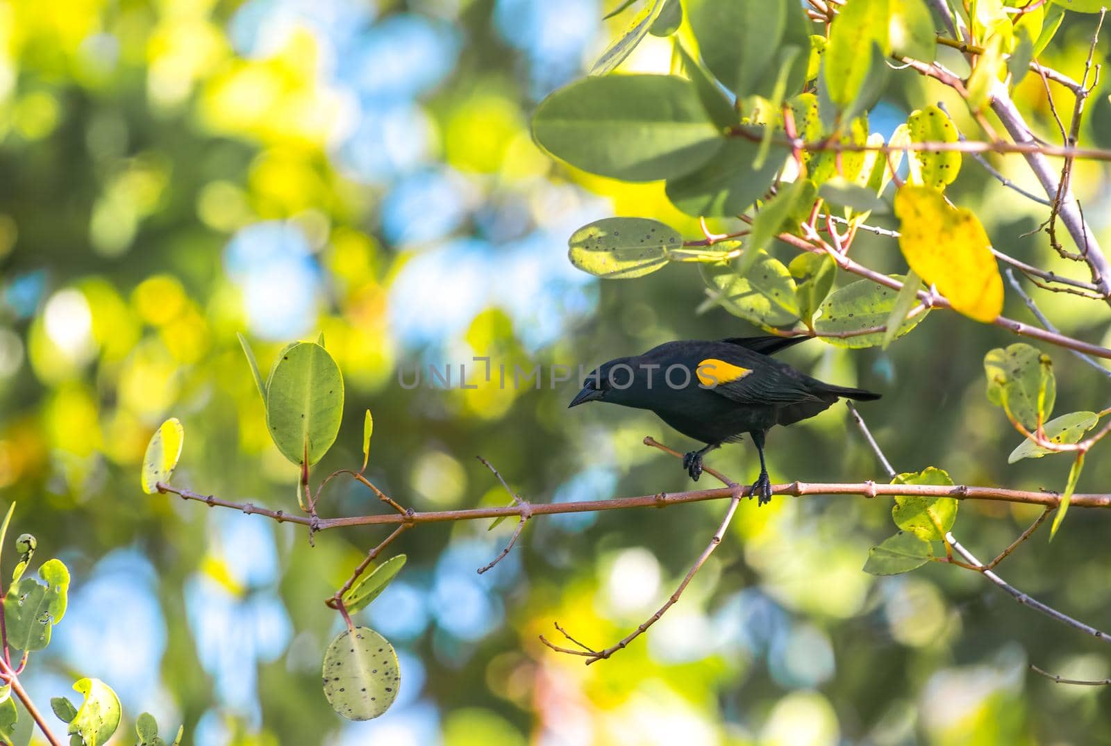 Yellow Shouldered Blackbird is all black, except for a bright yellow shoulder patch