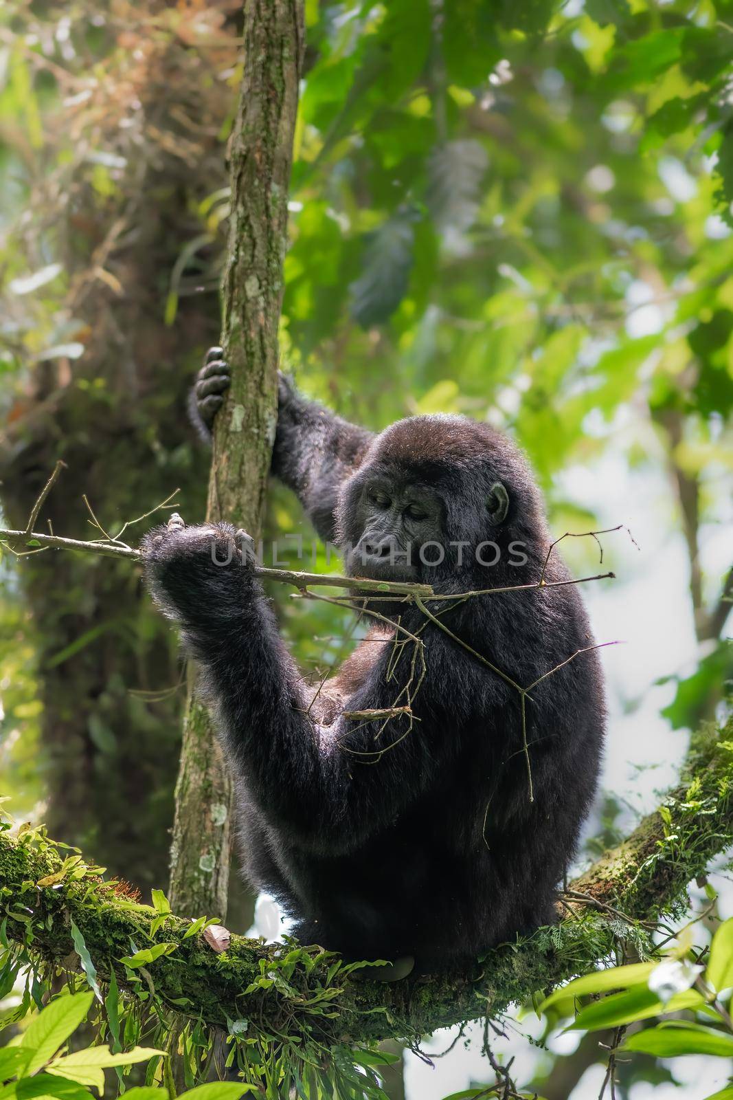 Mountain Gorilla in Bwindi Impenetrable Forest National Park