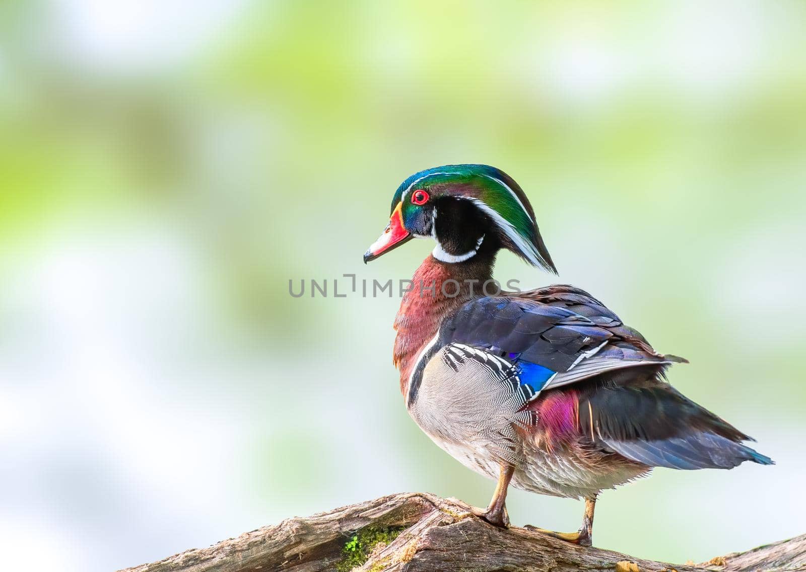 Wood duck by the lake on a log