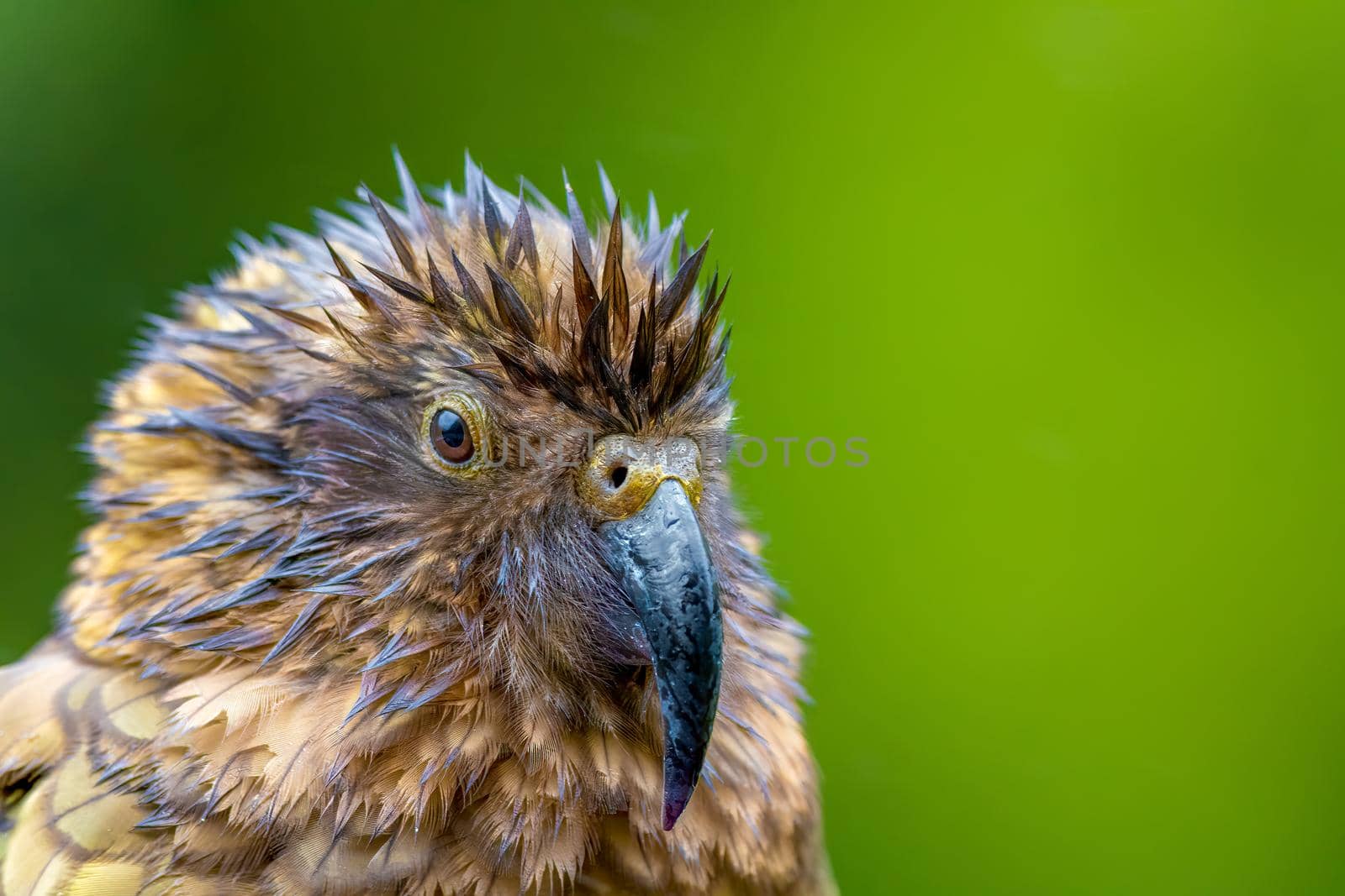 Portrait of a Kea Alpine Parrot in New Zealand