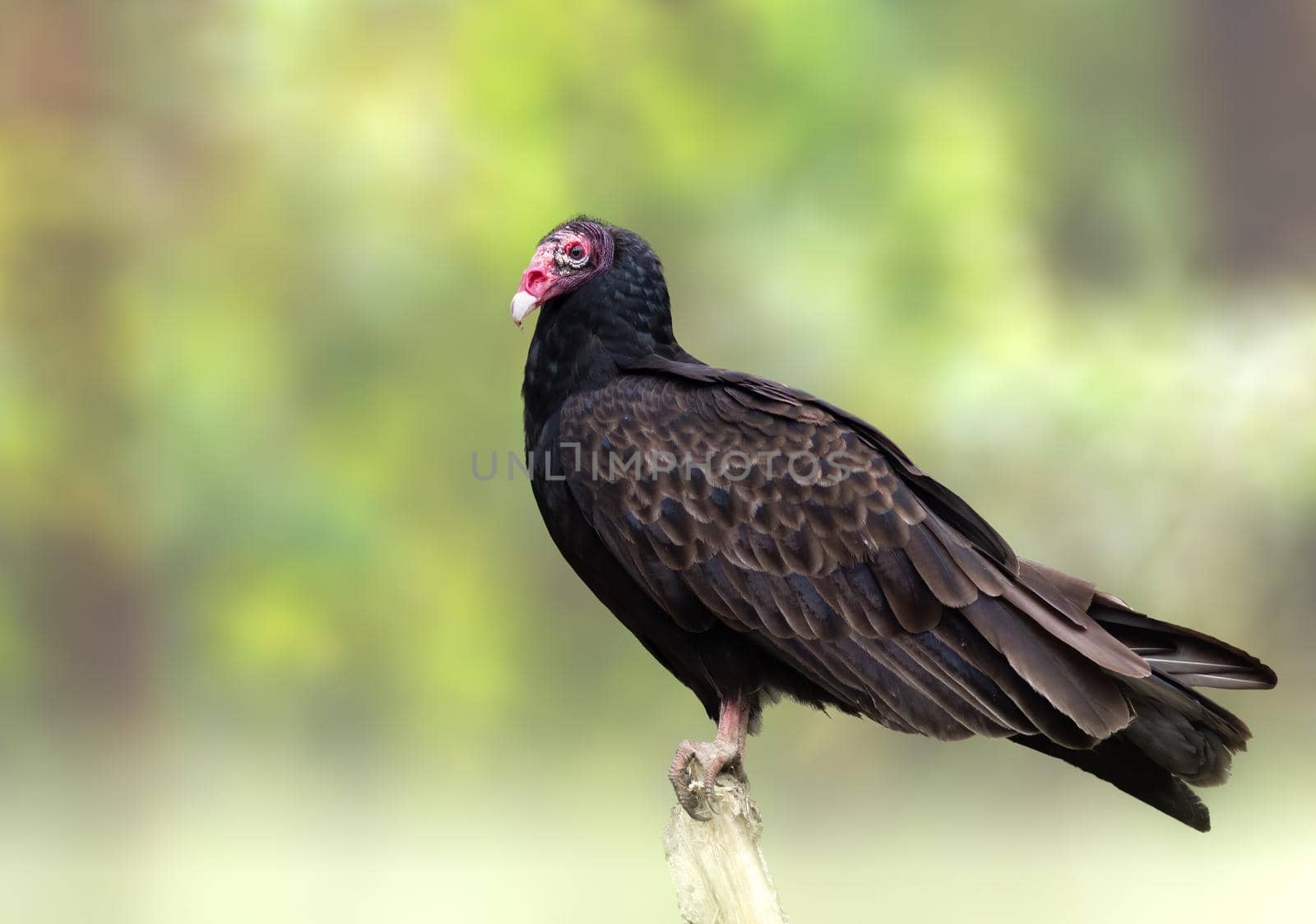 Turkey Vulture perched on a tree