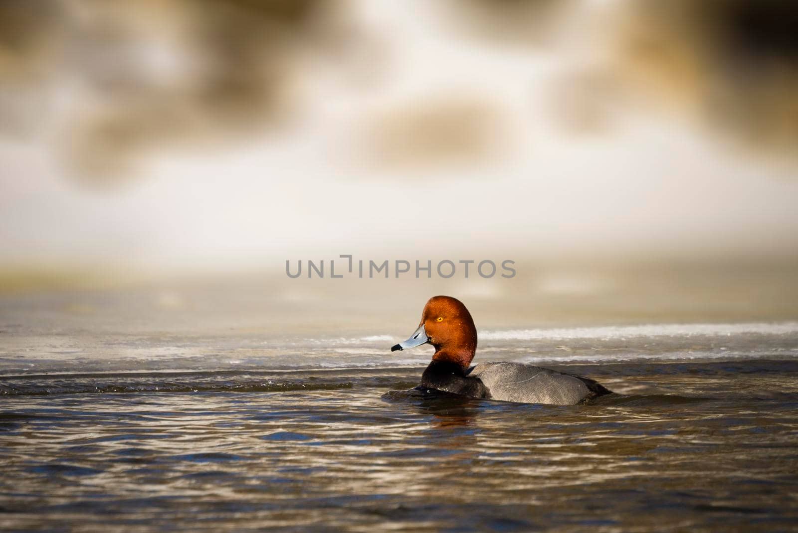 Redhead duck swimming in a lake in Michigan USA