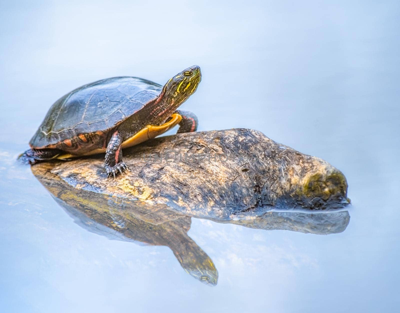 Painted Turtle is the most widespread native turtle of North America