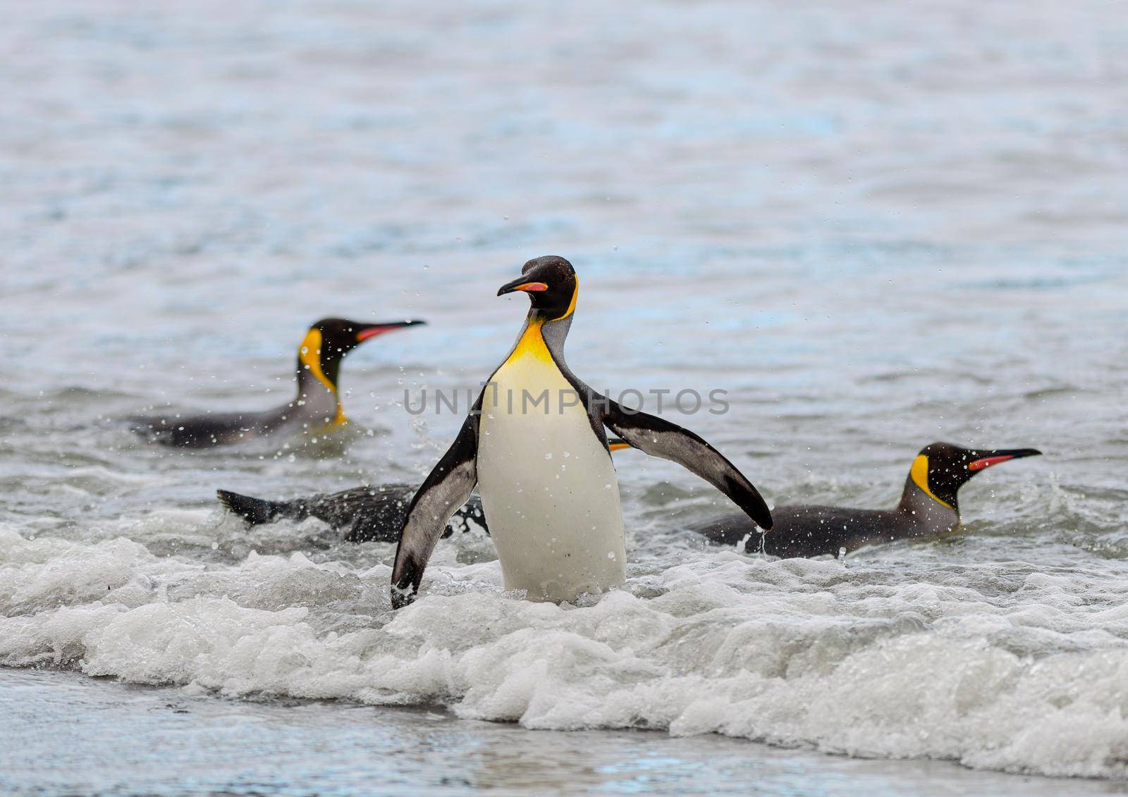 King Penguin walking out of the water on to a beach in Antarctica