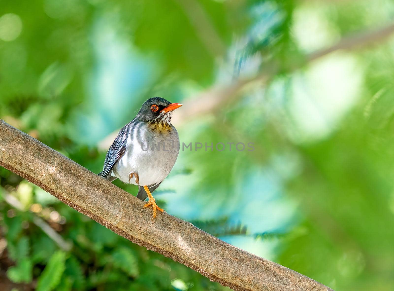 Red Legged Thrush perched on a branch in Puerto RIco