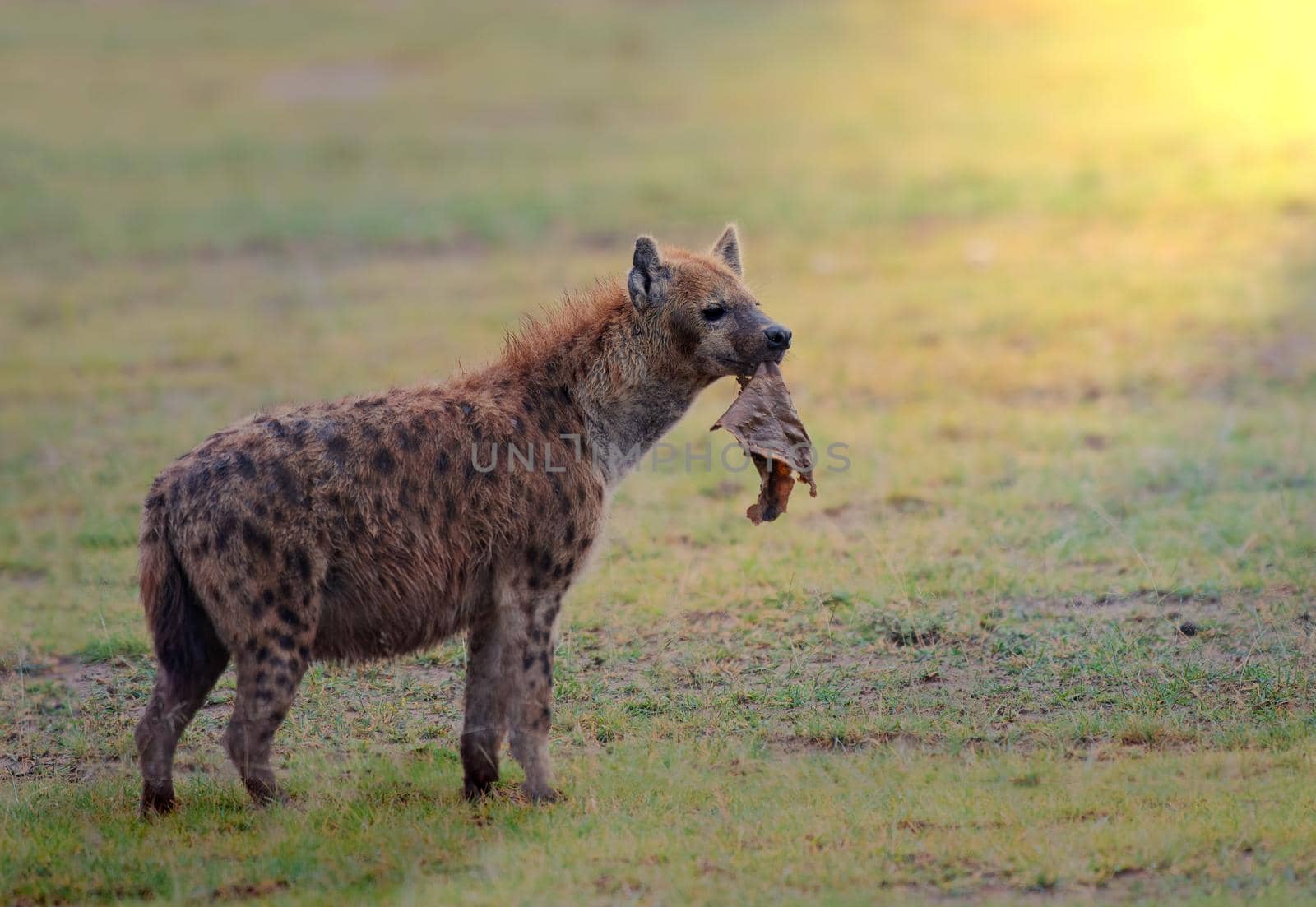 Spotted hyena also known as the laughing hyena