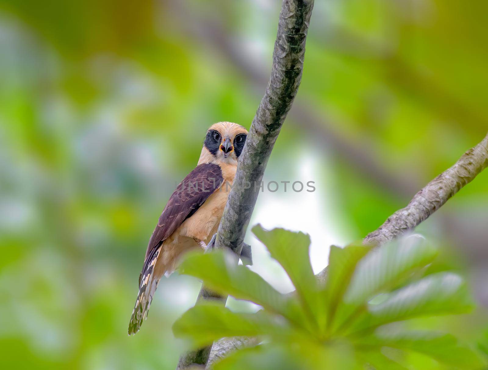 Laughing Falcon perched on a tree laughing at us in Guatemala