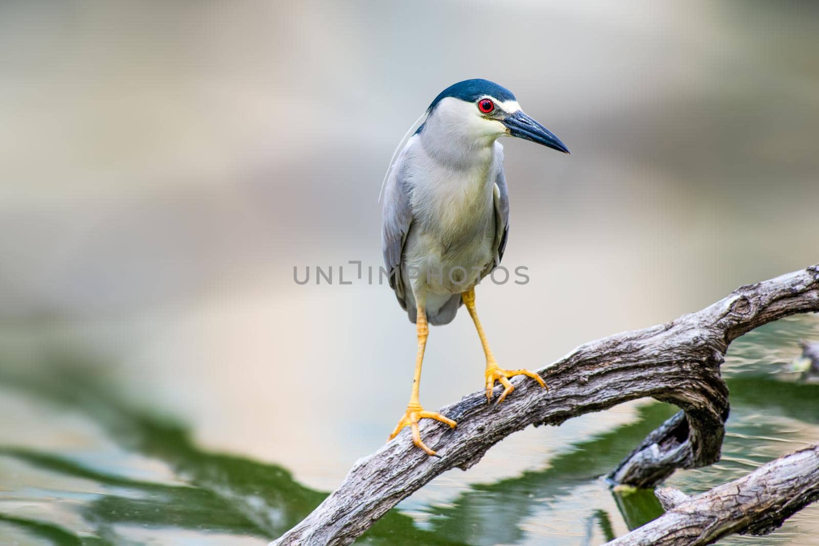 Black-Crowned Night Heron sitting on a tree in Indiana