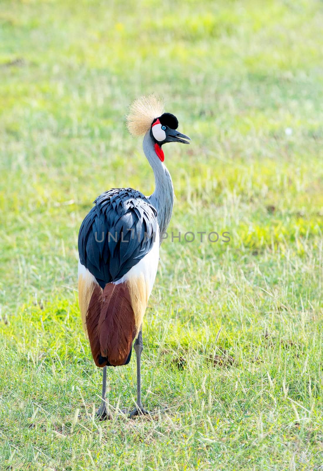 Black Crowned Crane in the savannas of Africa