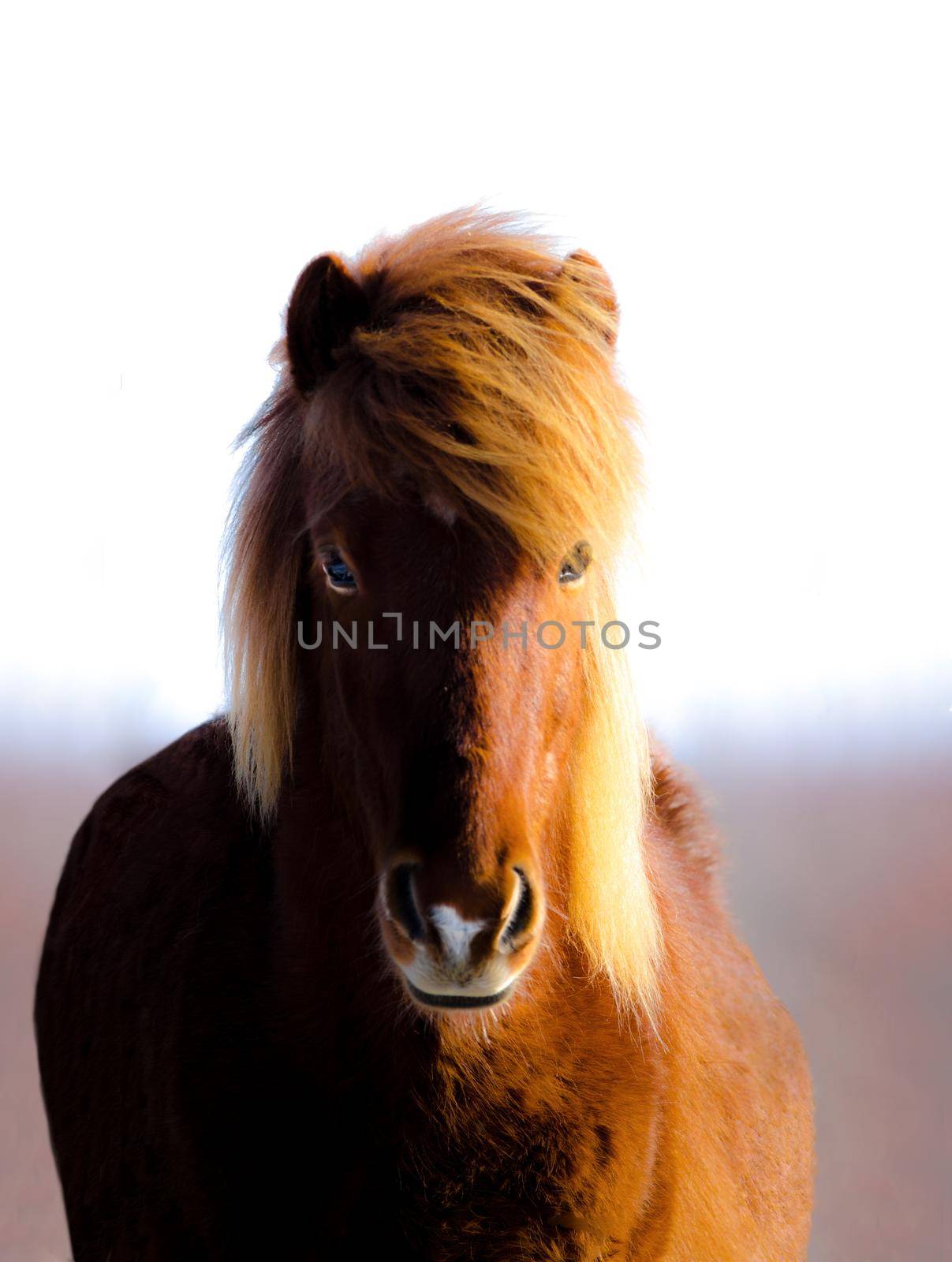 Photo of Wild Icelandic Horse with selective focus on the horse's face