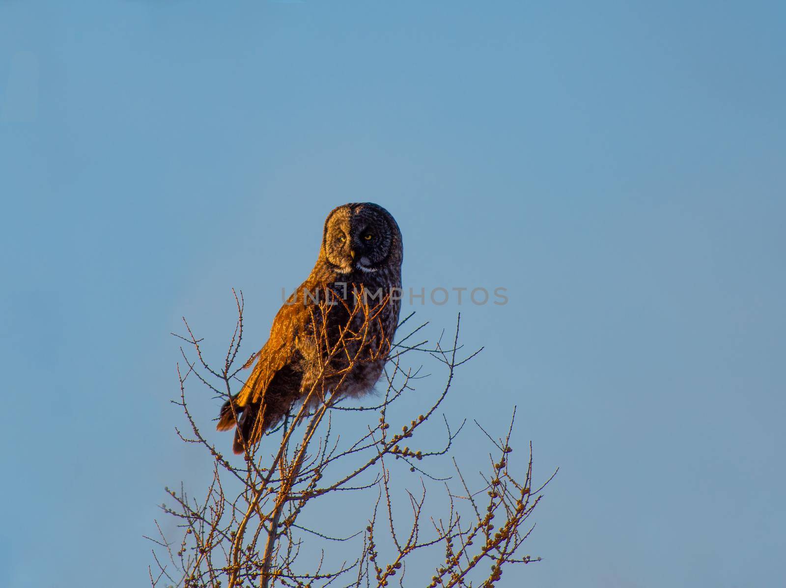 Great Gray Owl perched on a tree