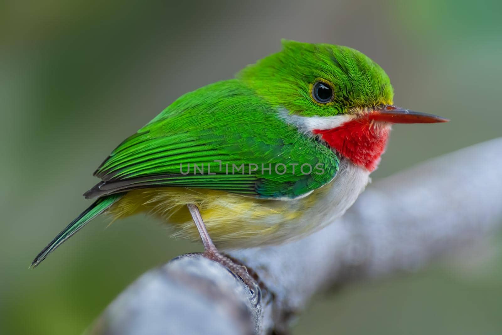Puerto Rican Tody is a tiny, brilliant-green resident of wooded habitats