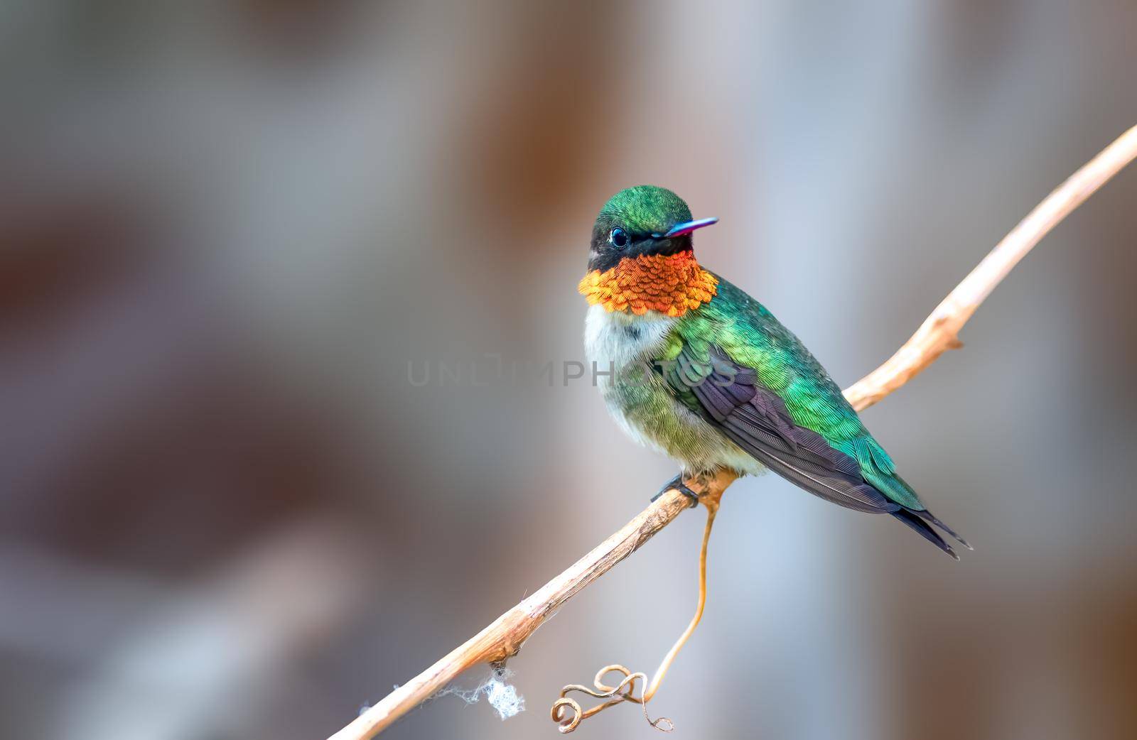 Ruby Throated Hummingbird are olive-green birds with a prominent white eyering and white wingbar