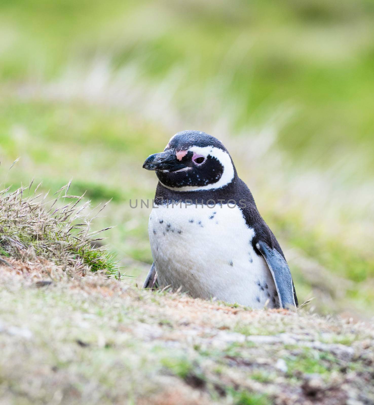 Megellanic penguin sitting on its nest in Falklands Islands