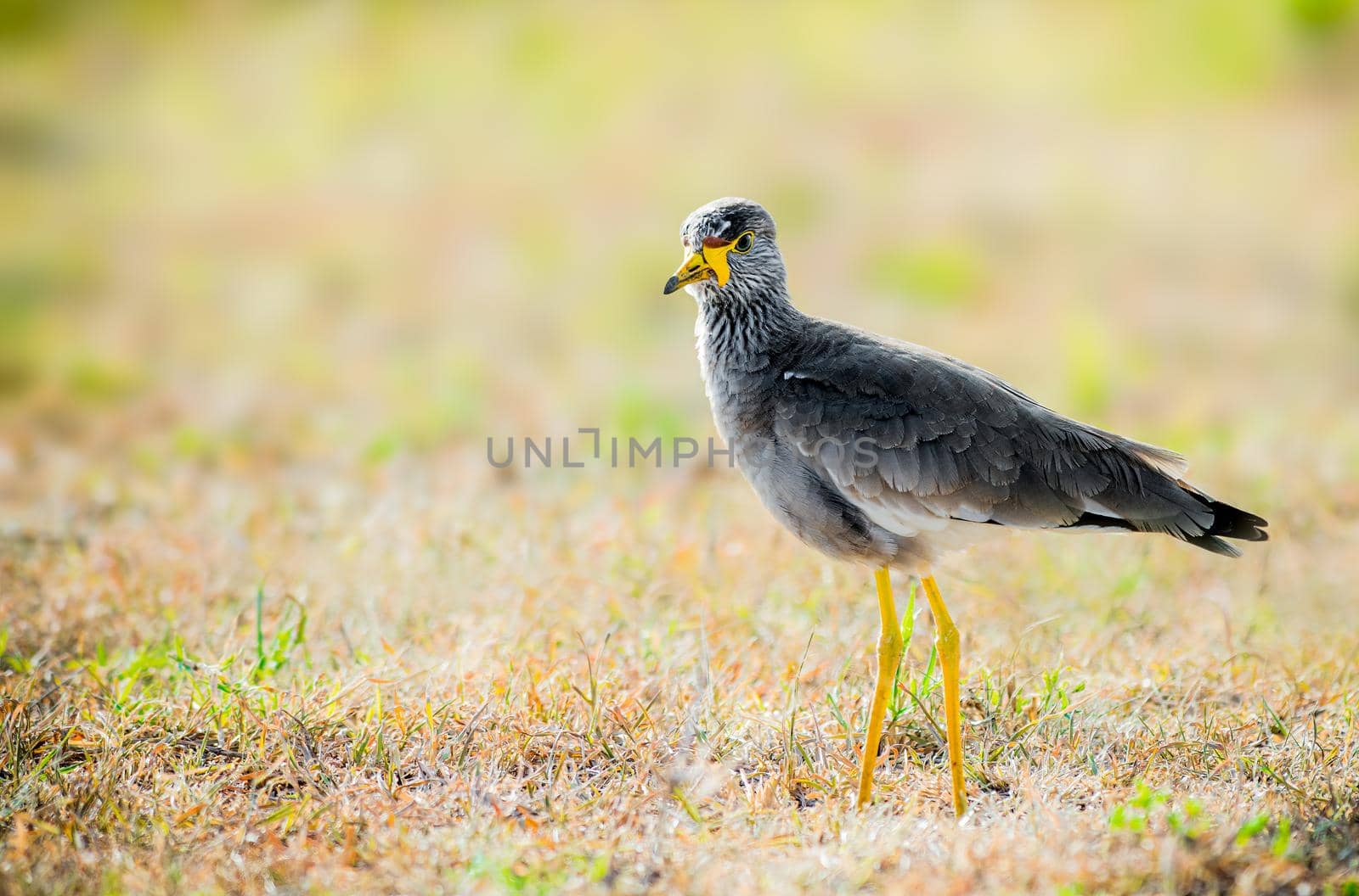 African Wattled Lapwing in the savanna in Africa