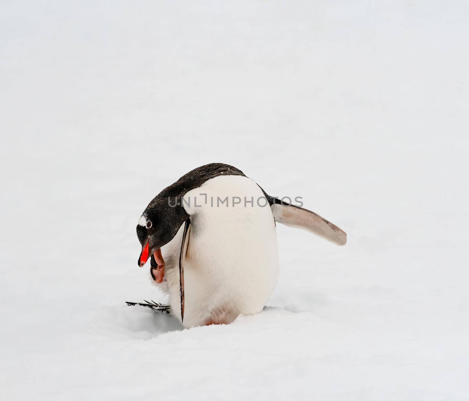 Gentoo Penguin on the ice scratching itself in Antarctica