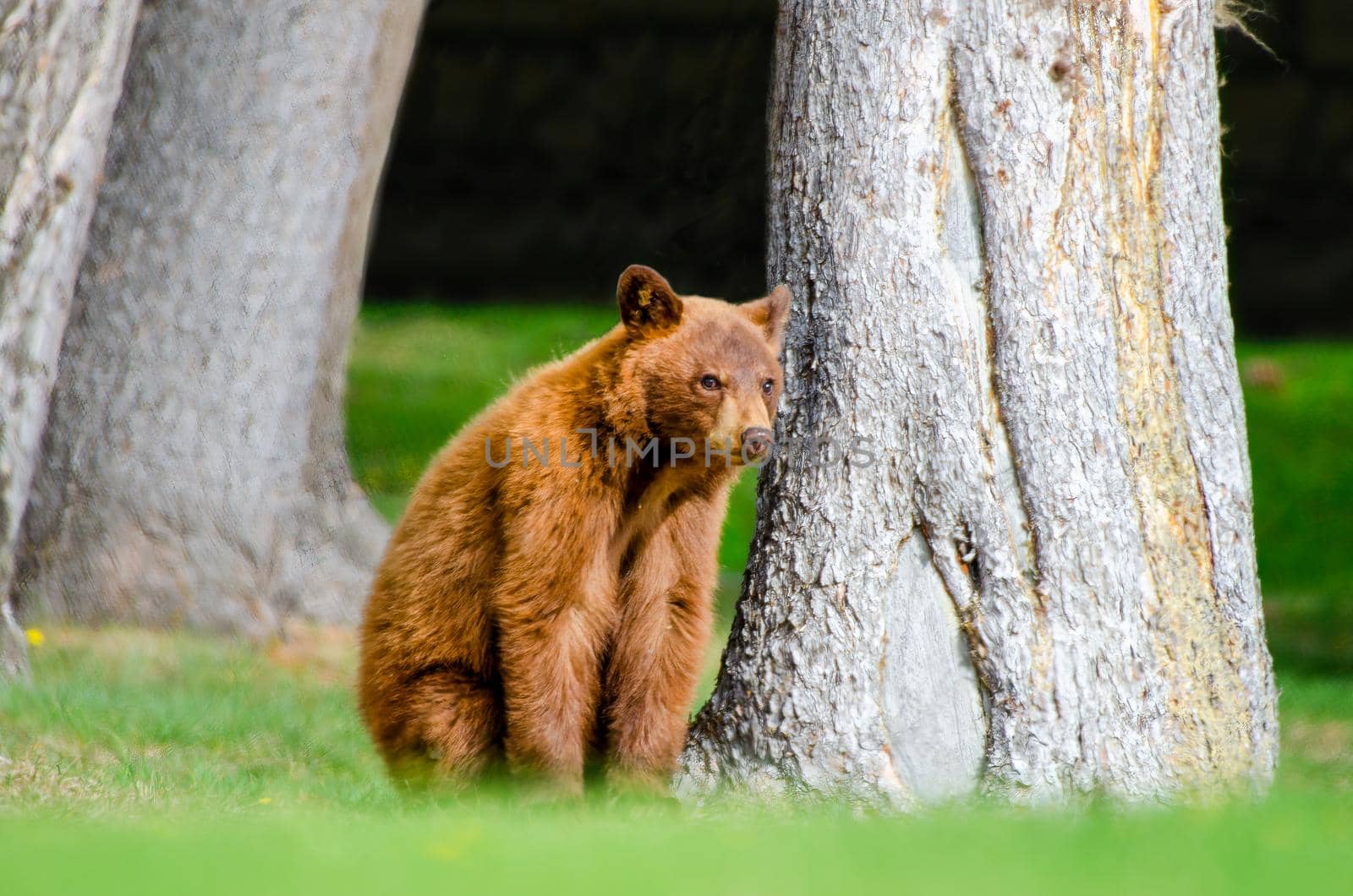 Photo of Cinnamon Colored Brown Bear Cub waiting for mama bear with selective focus on the bear