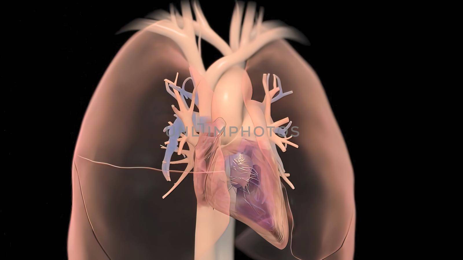 Human heart, realistic anatomy 3D illustration
