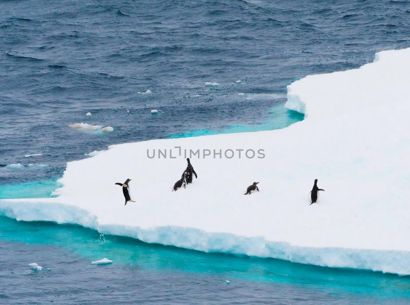 Photo of Gentoo Penguins native to sub-Antarctic islands where chilly temperatures allow for ideal breeding, foraging and nesting conditions. In the distance with focus on the penguins