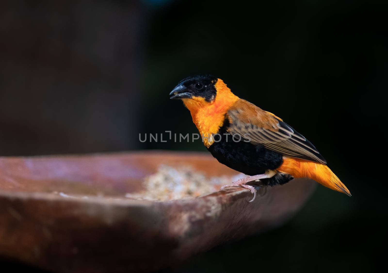 Photo of Northern Red Bishop also known as Franciscan Bishops with selective focus on the bird