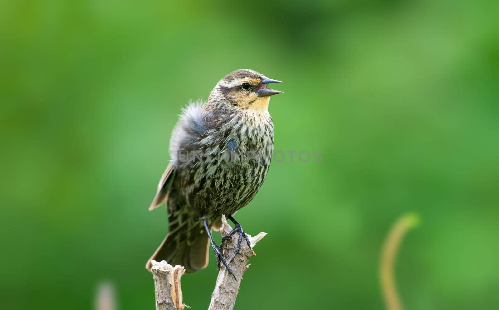 Red Winged Blackbird female - most abundant birds across North America