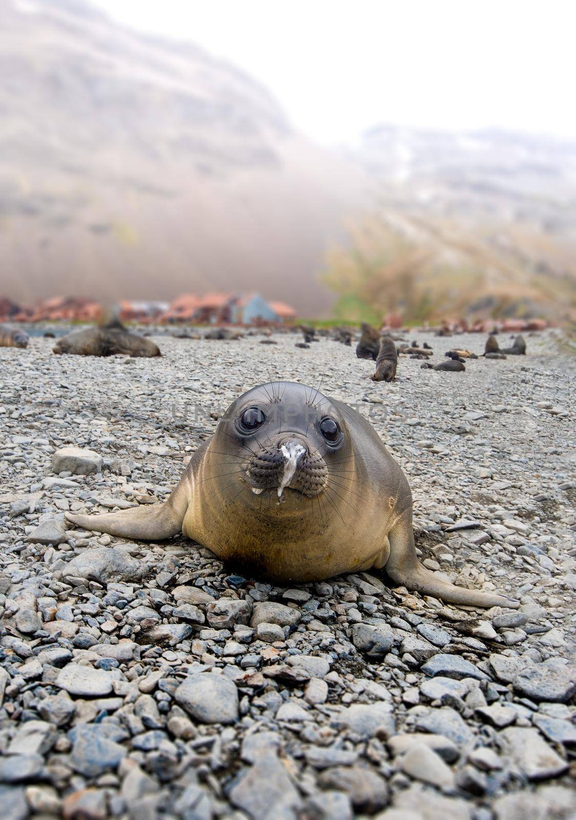 Baby Southern Elephant Seal in South Georgia Antarctica