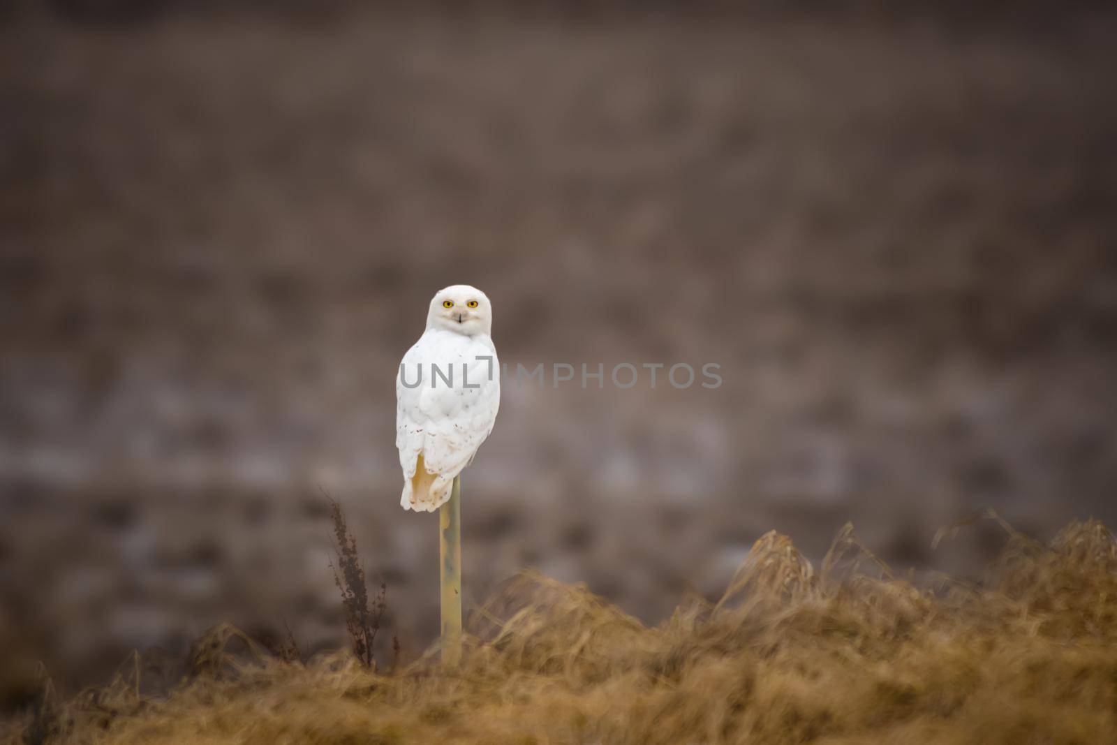 Photo of Snowy Owl with selective focus on the bird.